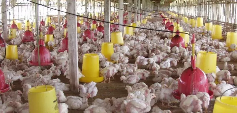 Afera drobiowa: co musisz wiedzieć o firmie i jej konsekwencjach?