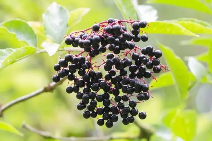 Odkryj najlepsze przepisy na napój z kwiatów czarnego bzu, których pokochasz latem
