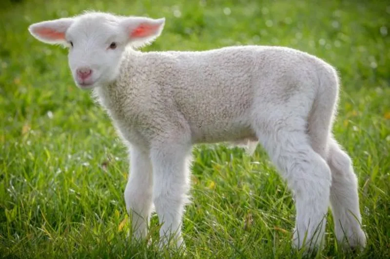 Sekret idealnej jagnięciny: jak długo marynować, by osiągnąć perfekcyjny smak i miękkość?