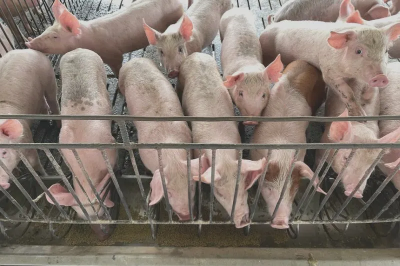 Wieprzowina po niemiecku - odkryj przepisy i znaczenie w kulinarnych tradycjach