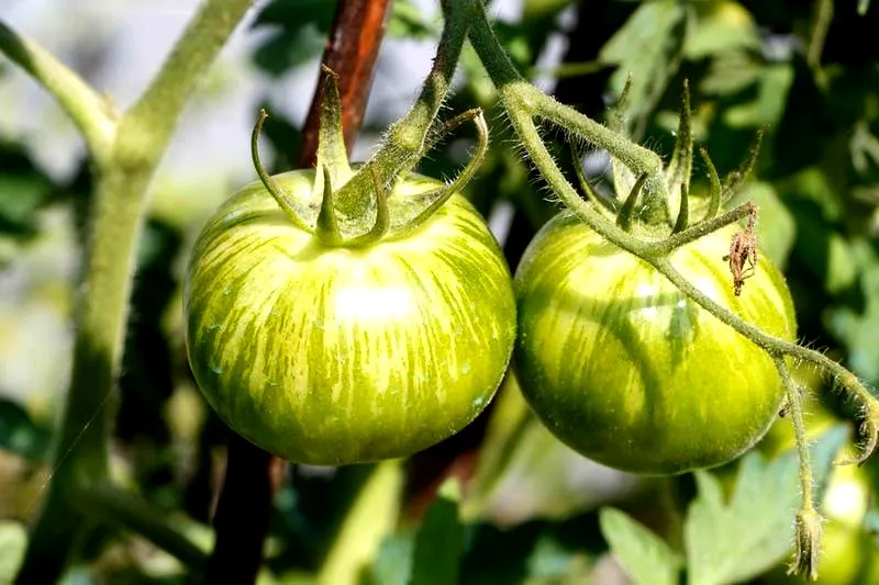 Zielone pomidory na zimę: przepis na sałatkę, która oczaruje smakiem