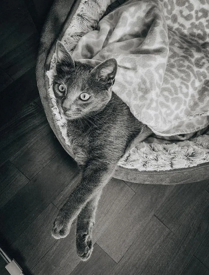 Historia koktajlu białego rusa