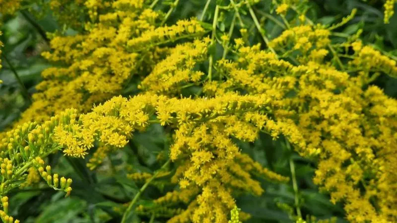 Mimoza z prosecco i sokiem pomarańczowym