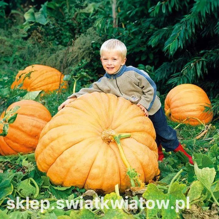 Pieczenie dyni do zupy